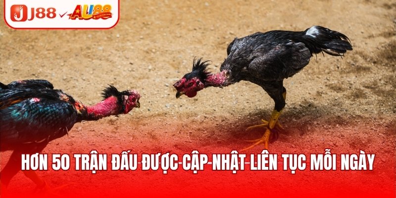 Đá gà nòi - Trải nghiệm trận đấu căng thẳng, kịch tính