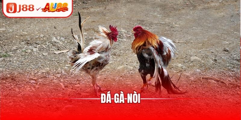 Đá Gà Nòi - Trận Đấu Tranh Tài Kịch Tính, Căng Thẳng